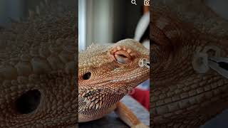 SHED REMOVAL of Bearded Dragon | Extended Edition in [4k] @ChuckNorrizBeardedDragons #stayrad