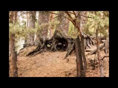 Video: Oksky naturreservat i Ryazan-regionen - beskrivning och foto