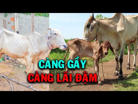 Muốn Lãi Cao