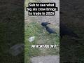 Crow training tips and multi family crow memory. Crows solve puzzles and teach eachother