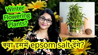 🔴COW DUNG KITNA PURANA HONA CHAHIE / NEEM OIL DALNE KE BAD PATTIYAN KHA SAKTE HAI/ #gardening #tips by Voice of plant 44,396 views 7 months ago 17 minutes