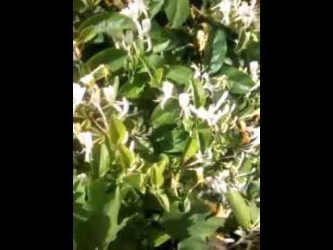 زراعة نبتة زهر العسل ذو الرائحة العطرية الفواحة