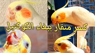 انقاذ ببغاء كوكتيل كسر منقاره ولايستطيع الاكل | Rescue a cockatiel whose beak is broken