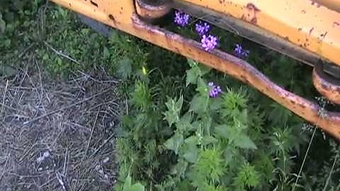 Wild catnip at davids farm ,  Potent Davidsfarmison[bliptv]now