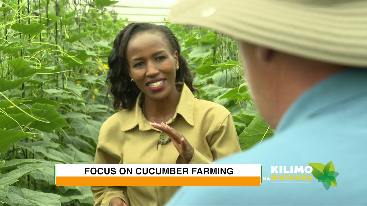 Kilimo Na Biashara | Cucumber Farming