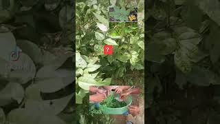 Amfanin Sanga sanga Rai Dore, By Babangida Snaira Likitan Mata... screenshot 1