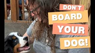 Bernese Mountain Dogs don't belong in boarding kennels! Watch to learn why.