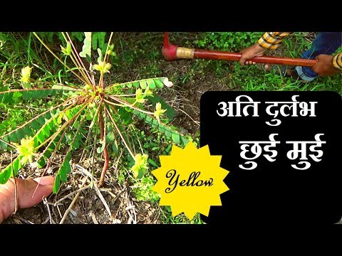 वीडियो: जंगली दौनी के औषधीय गुण