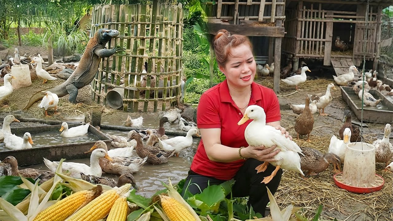 Harvest 1,000+ Ducks — Dragão-de-Komodo e Píton Invadem o Galinheiro . Resgate Chocante