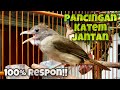 Download Lagu Pancingan Kapas Tembak Jantan Memanggil Betina, Dijamin Langsung Ikut Bunyi Gacor | Kicau Tembak