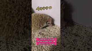 Hedgehog Is Mad I Cleaned Up His 💩 Decorated House