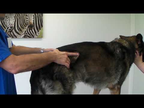Video: Lumbosakral stenose hos hunder