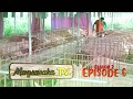 Swine Breeding and Fattening (Episode 6)