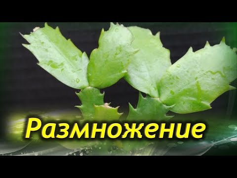 Видео: Zygocactus: домашни грижи, размножаване, поливане, снимка