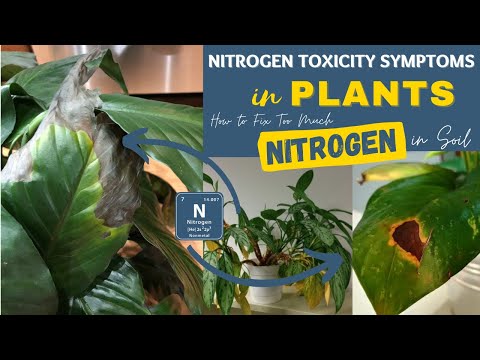 Nitrogen Toxicity Symptoms in Plants | How to Fix Too Much Nitrogen in Soil