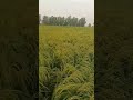 Short video Dhanu ki