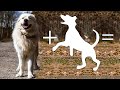 Top 10 Great Pyrenees Mixes: Traits, Temperaments, and Ideal Owners