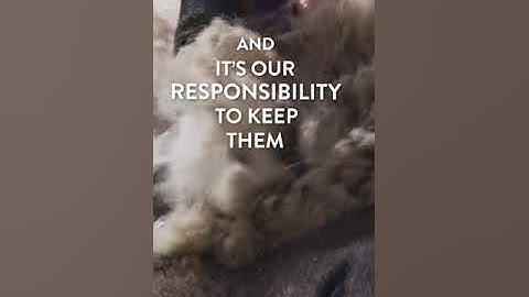 How to Shear Sheep & Why It