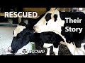 Three Rescued Cows, Their Stories