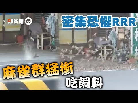 麻雀過境！霸氣阿伯大把狂撒飼料 大批鳥兒猛衝搶食｜奇景｜餵食｜精選影片