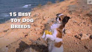 15 Best Toy  Dog Breeds by Samantha's Animal Facts 385 views 3 years ago 6 minutes, 4 seconds