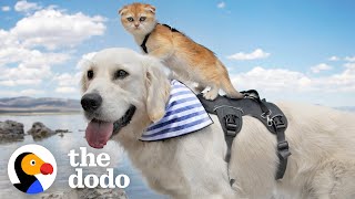 Service Dog Didn't Know How To Play Until He Met This Tiny Kitten | The Dodo Odd Couples