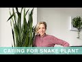 How I Care For My Snake Plant - Green Moments With Juliette Episode #02