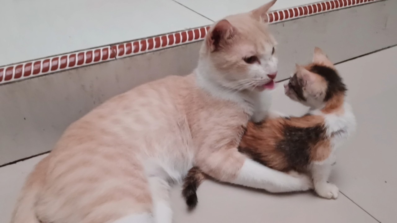 Kabar terkini anak kucing yang terlantar