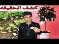 حقيقة زراعة البيض في الصين وبالدليل من دولة الصين والهند حقيقة زراعة البيض في الصين وبالدليل من دولة الصين والهند