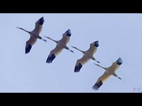 видео: Журавли. Марк Бернес.