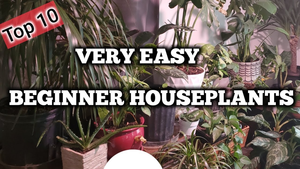 Very Easy Houseplants I Top 10 Beginner Friendly 