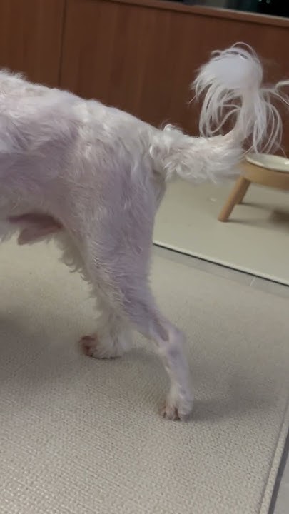 (기록용) 다리수술 후 D+22 - YouTube