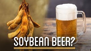 Can You Brew Soy Beans into Beer?