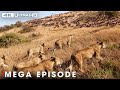 WILD SAVANNAH | The Survival Journey in the Land of Predators | Nature Animal Documentary