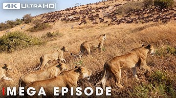 WILD SAVANNAH | The Survival Journey in the Land of Predators | Nature Animal Documentary