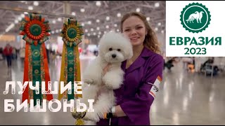Бишон фризе на главной выставке собак России - ЕВРАЗИЯ 2023, наша Софи лучший щенок породы.