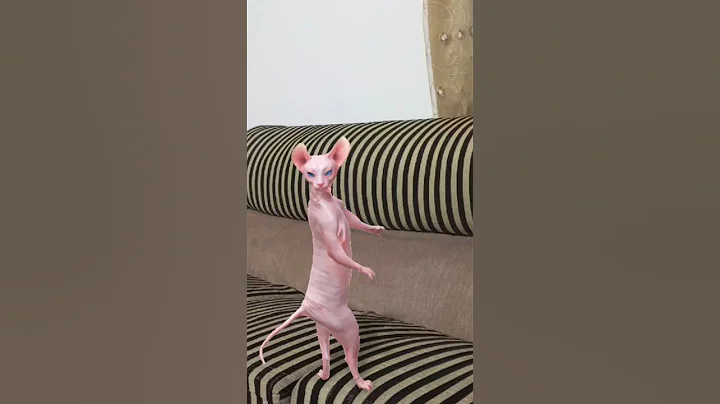Video 11301831: dancing sphynx cat, hilarious sphynx cat, cutest hairless cat