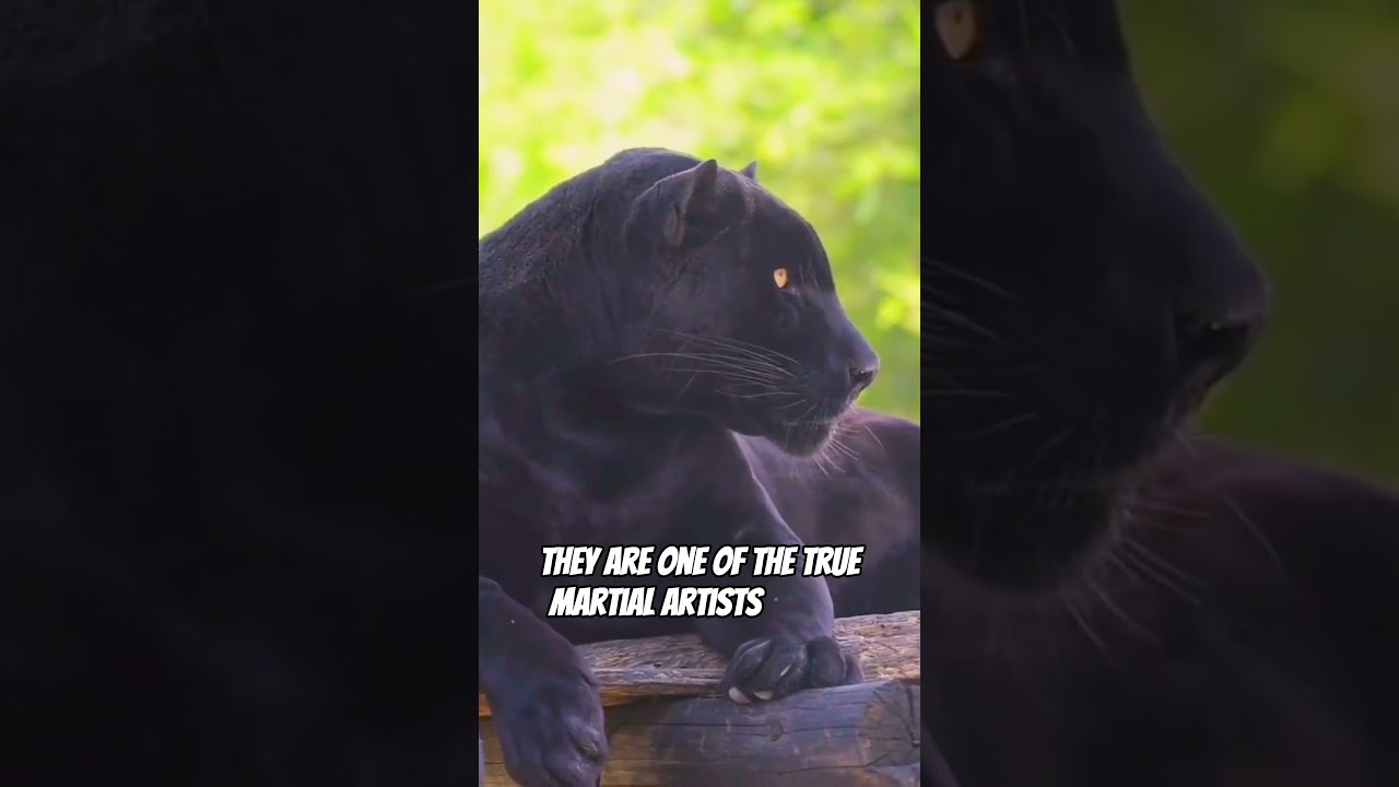 BLACK PANTHER Secrets Revealed by Wildlife Expert