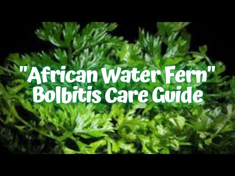 Video: African Water Fern Info - Tips on African Water Fern Care