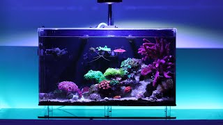 How I Keep my Aquarium Glass Crystal Clear - Free of Algae in Nano Reef Tank | Blue Reef Tank screenshot 4