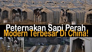 Teknologi Canggih Peternakan Sapi Perah Modern Terbesar Di Tiongkok