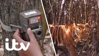 Setting Camera Traps to Monitor Tiger Numbers in India | Counting Tigers  A Survival Special