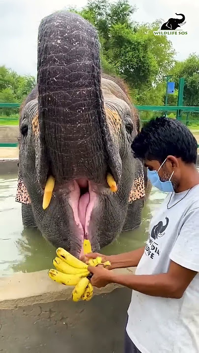 Just a clip of Laxmi going gaga over bananas, a perfect sight to beat your midweek blues!