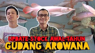 STOCK TERBARU GUDANG AROWANA 2023