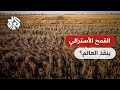 أستراليا تتوقع إنتاجا قياسيا للقمح هل يخفف ذلك الأزمة العالمية