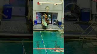 Double Somersault Performed by a 12 Year Old Junior Olympics Diver Dive 403C Level of Difficulty 2.2