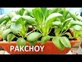 Growing pakchoy from seeds