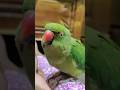 🦜😍#nonstoptalkingparrot #parrot #trending #trendingshorts #mithukibatain #mithu #hype #viral #fyp
