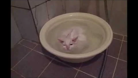 Video 3786641: cat loves water, water cute cat, funny cat water