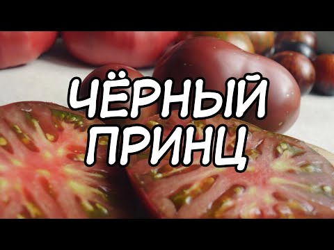 Незаслуженно Забытый Сорт Томата Чёрный Принц